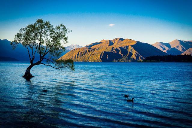 That Wanaka Tree